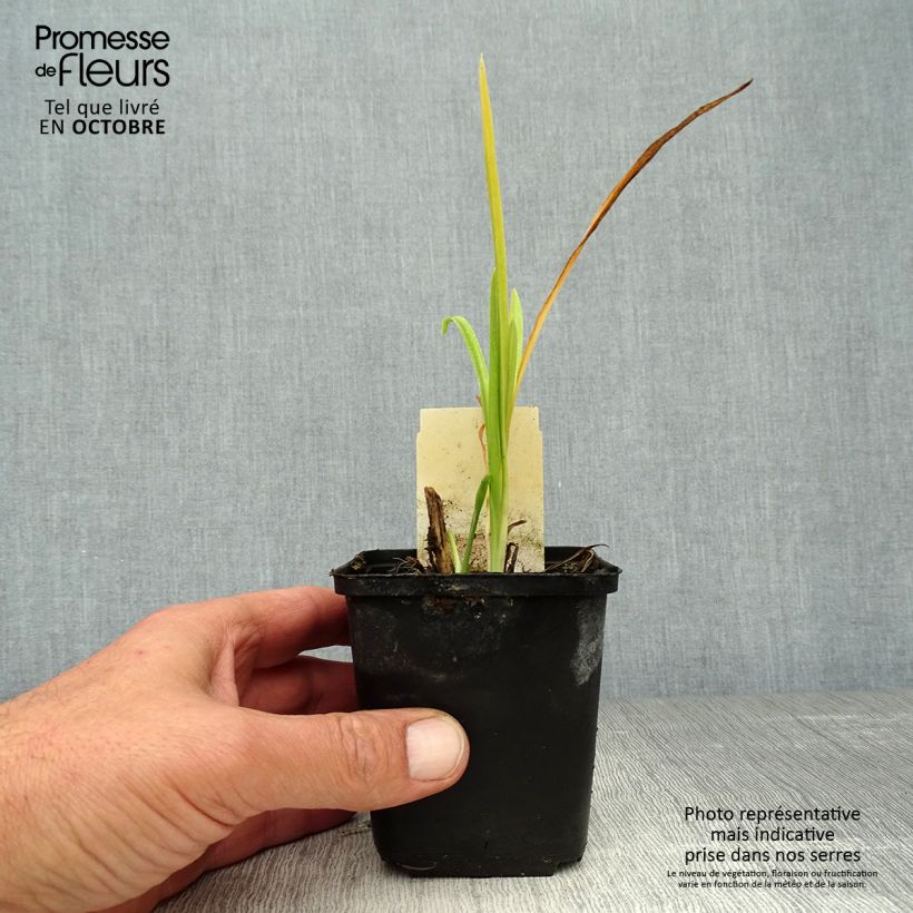 Esemplare di Hemerocallis citrina - Emerocallide Vasetto da 8/9 cm come consegnato in autunno