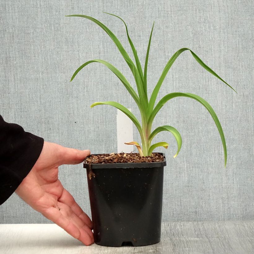 Hemerocallis citrina - Emerocallide Vaso da 1,5L/2L esemplare consegnato in primavera