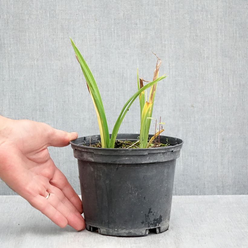 Esemplare di Hemerocallis Condilla - Emerocallide Vaso da 2L/3L come consegnato in autunno