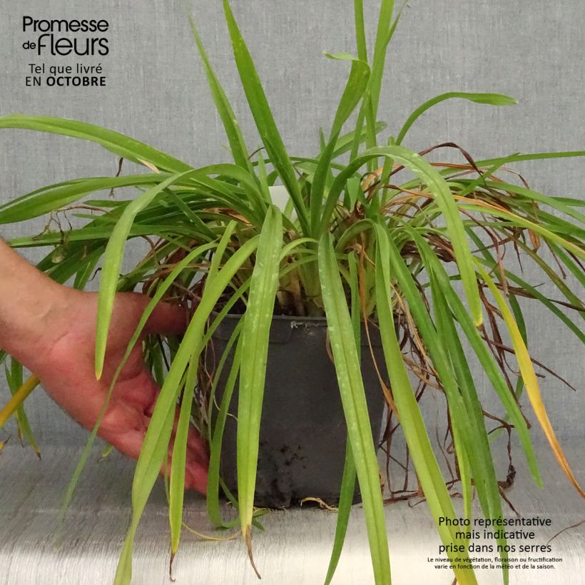 Esemplare di Hemerocallis Crimson Pirate - Emerocallide Vaso da 2L/3L come consegnato in autunno