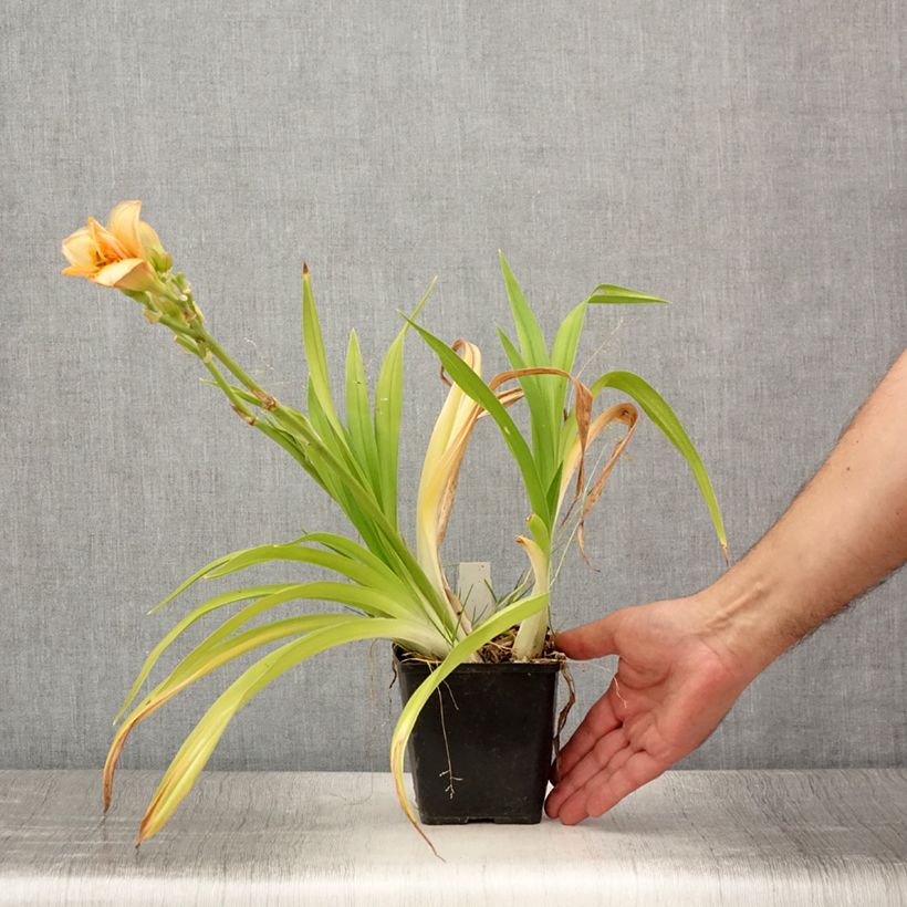 Esemplare di Hemerocallis Custard Candy - Emerocallide Vasetto da 8/9 cm consegnato in estate