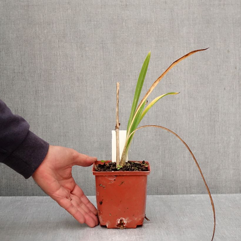 Esemplare di Hemerocallis Daring Deception - Emerocallide Vaso da 1L/1,5L come consegnato in autunno