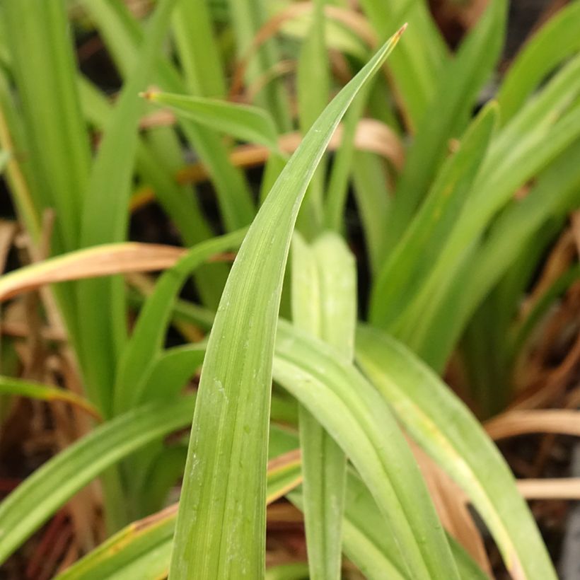Hemerocallis Daring Deception - Emerocallide (Fogliame)