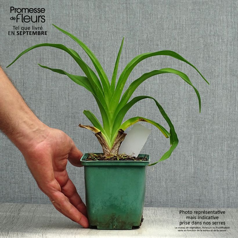 Esemplare di Hemerocallis Daring Dilemma - Emerocallide Vaso da 1L/1,5L come consegnato in autunno