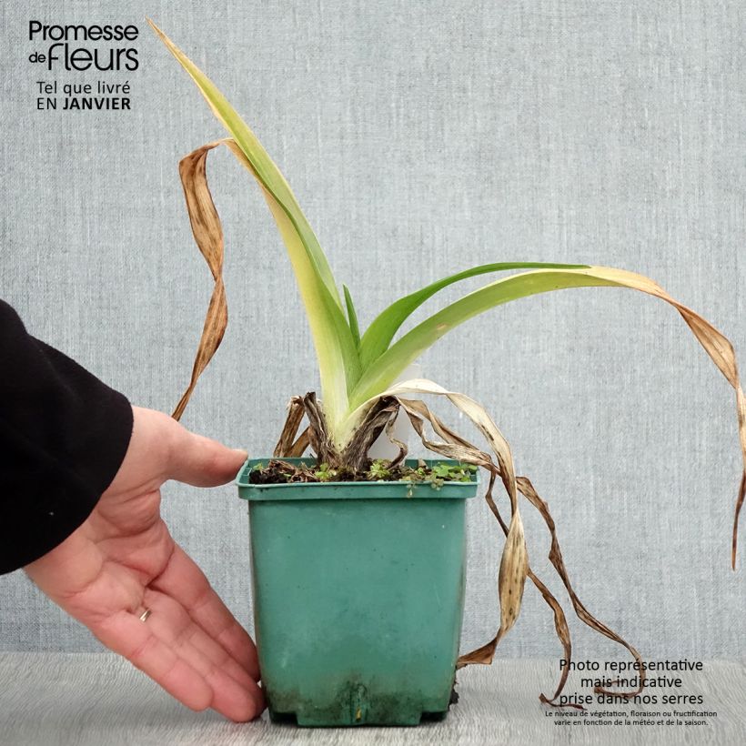 Hemerocallis Daring Dilemma - Emerocallide Vaso da 1L/1,5L esemplare consegnato in inverno