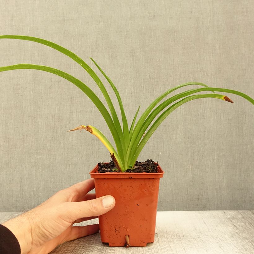 Esemplare di Hemerocallis Destined to See - Emerocallide Vaso da 1L/1,5L come consegnato in autunno