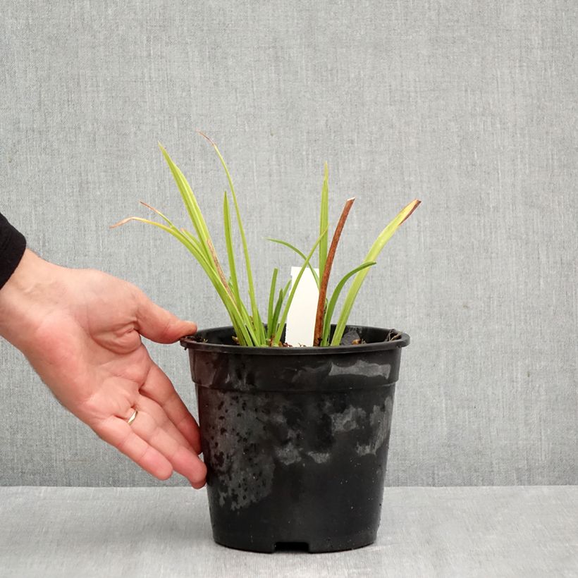 Esemplare di Hemerocallis Double Dream - Emerocallide Vaso da 2L/3L come consegnato in autunno