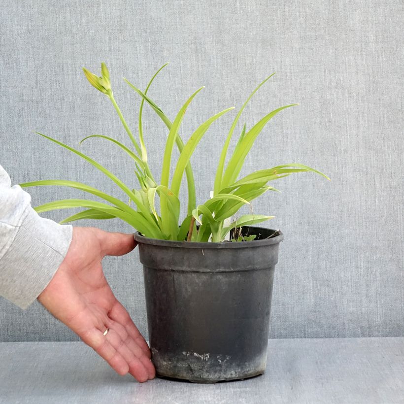 Hemerocallis Double Dream - Emerocallide Vaso da 2L/3L esemplare consegnato in primavera