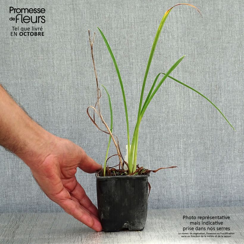 Esemplare di Hemerocallis Double River Wye - Emerocallide Vasetto da 8/9 cm come consegnato in autunno