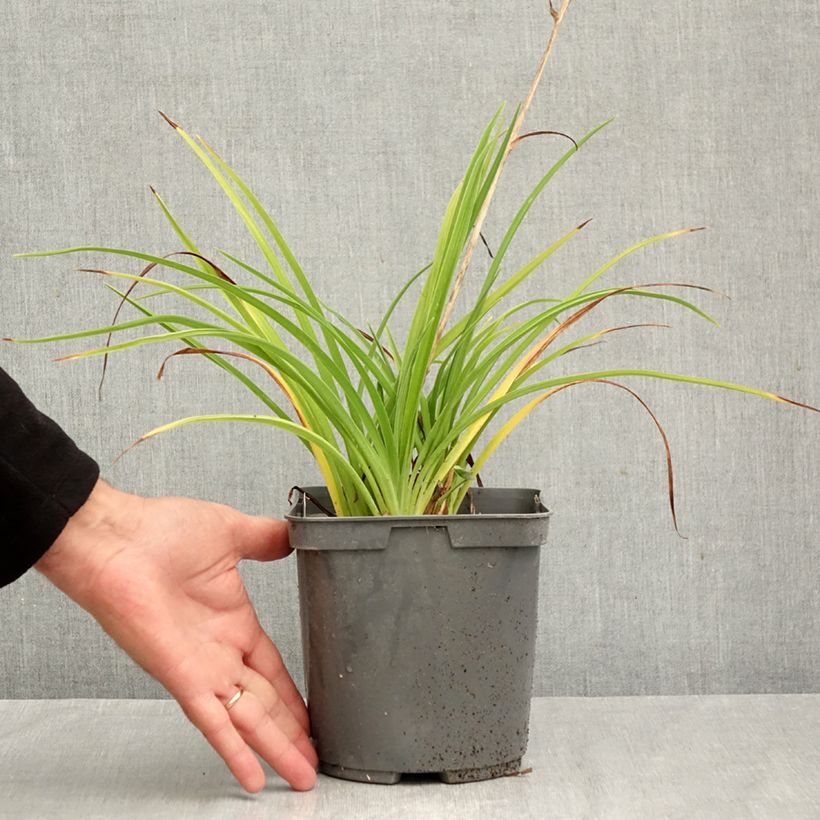 Esemplare di Hemerocallis Double River Wye - Emerocallide Vaso da 2L/3L come consegnato in autunno