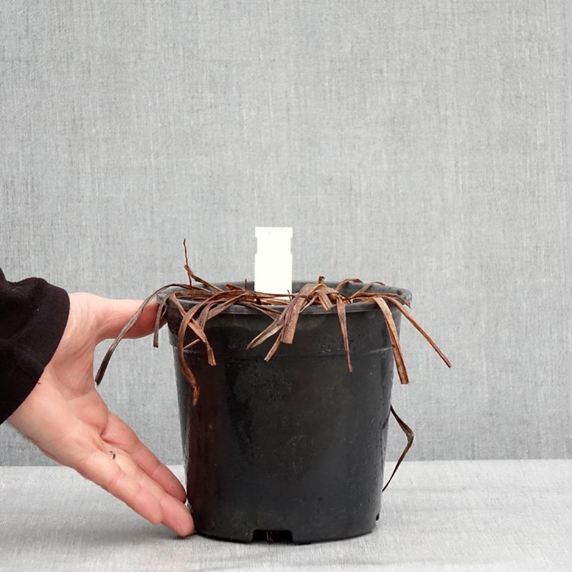 Hemerocallis Double River Wye - Emerocallide Vaso da 2L/3L esemplare consegnato in inverno