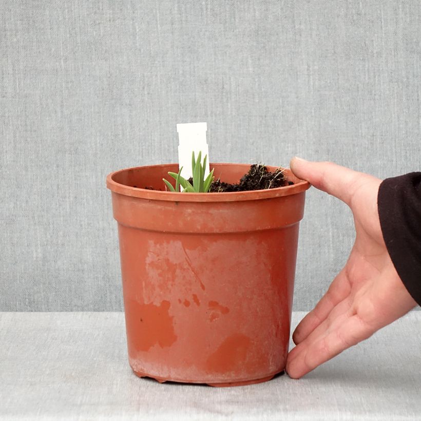 Hemerocallis Double River Wye - Emerocallide Vaso da 2L/3L esemplare consegnato in primavera