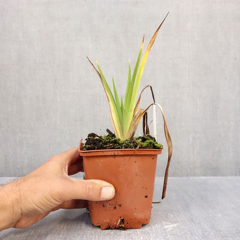 Esemplare di Hemerocallis Dream Legacy - Emerocallide Vaso da 1L/1,5L come consegnato in autunno