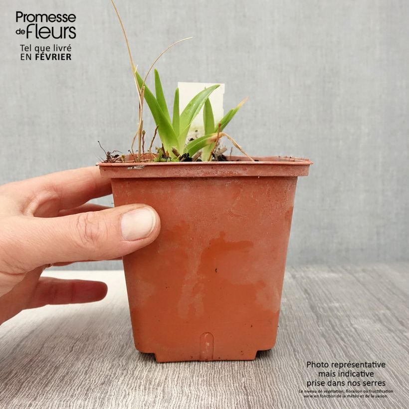 Hemerocallis Dream Legacy - Emerocallide Vaso da 1L/1,5L esemplare consegnato in inverno