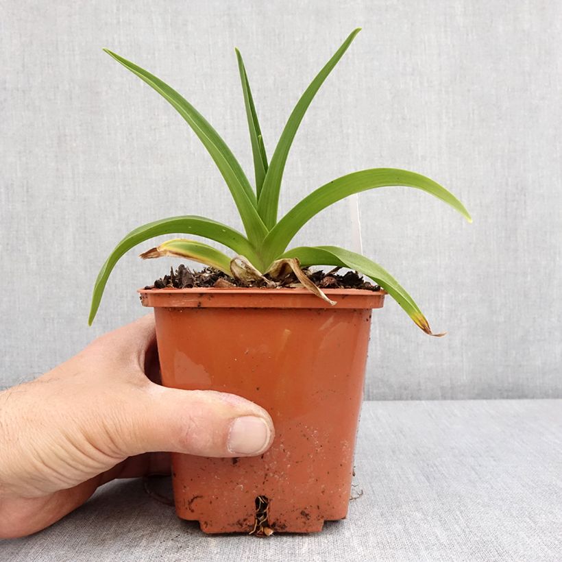 Hemerocallis Dream Legacy - Emerocallide Vaso da 1L/1,5L esemplare consegnato in primavera