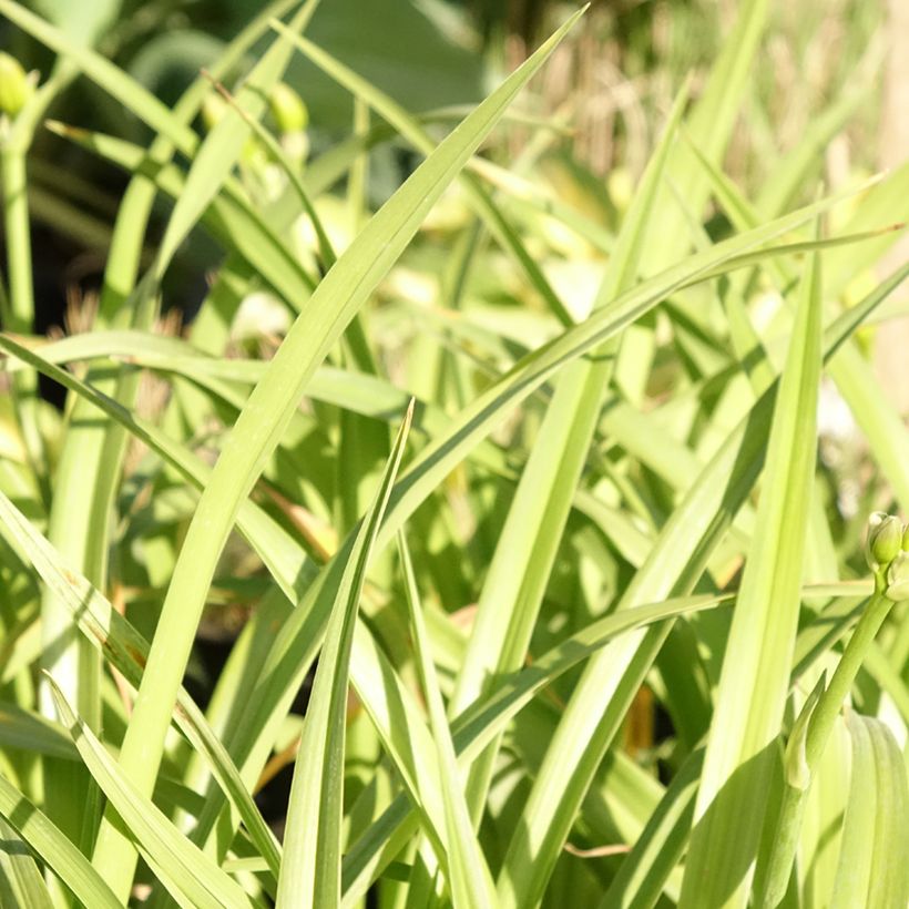 Hemerocallis El Desperado - Emerocallide (Fogliame)