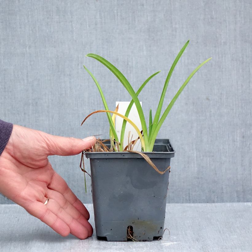 Esemplare di Hemerocallis Enchanted Forest - Emerocallide Vaso da 1L/1,5L come consegnato in autunno