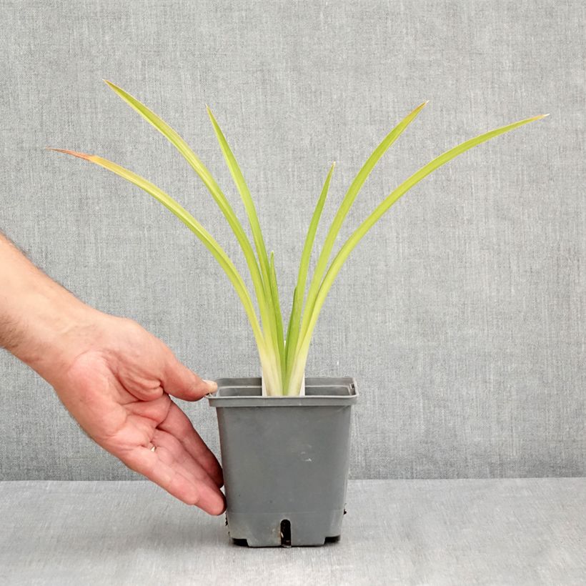 Esemplare di Hemerocallis Enchanted Forest - Emerocallide Vaso da 1L/1,5L consegnato in estate