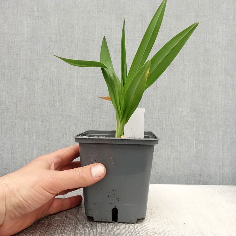 Hemerocallis Enchanted Forest - Emerocallide Vaso da 1L/1,5L esemplare consegnato in primavera