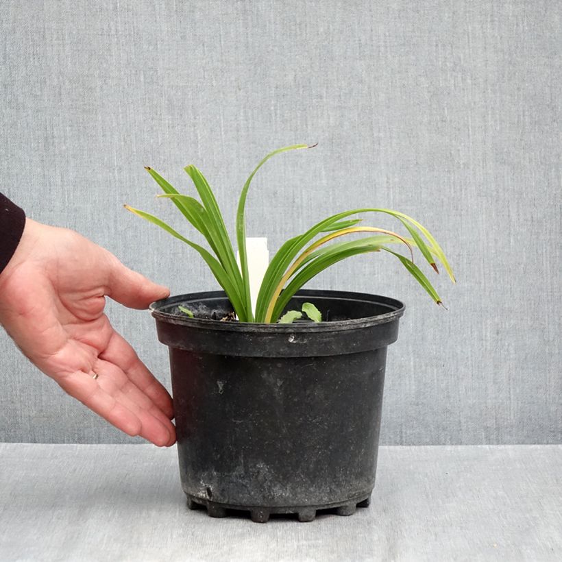 Esemplare di Hemerocallis Everydaylily Bronze - Emerocallide Vaso da 2L/3L come consegnato in autunno