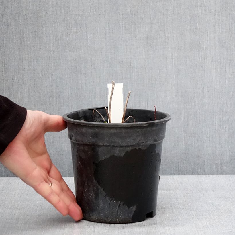 Hemerocallis Everydaylily Bronze - Emerocallide Vaso da 2L/3L esemplare consegnato in inverno