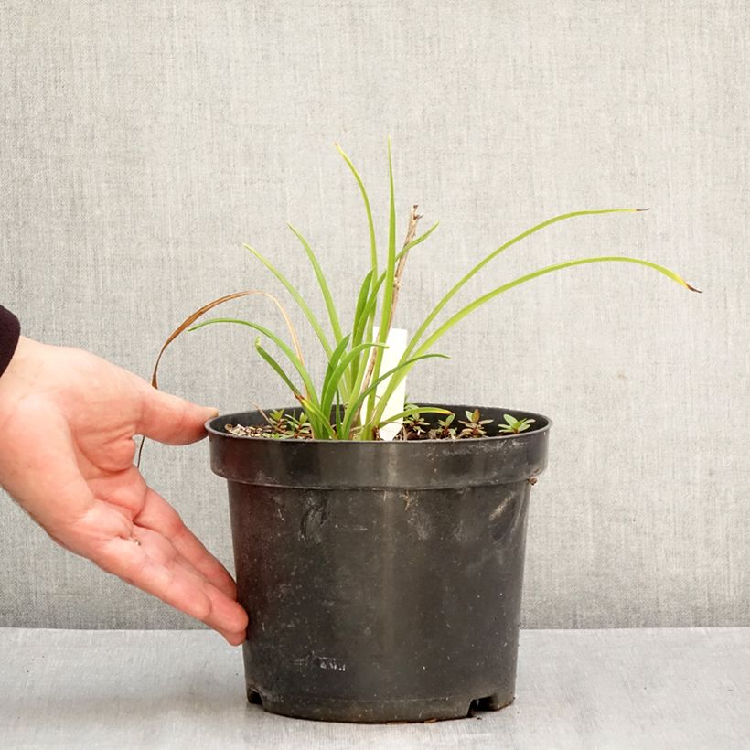 Esemplare di Hemerocallis Everydaylily Cerise - Emerocallide Vaso da 2L/3L come consegnato in autunno