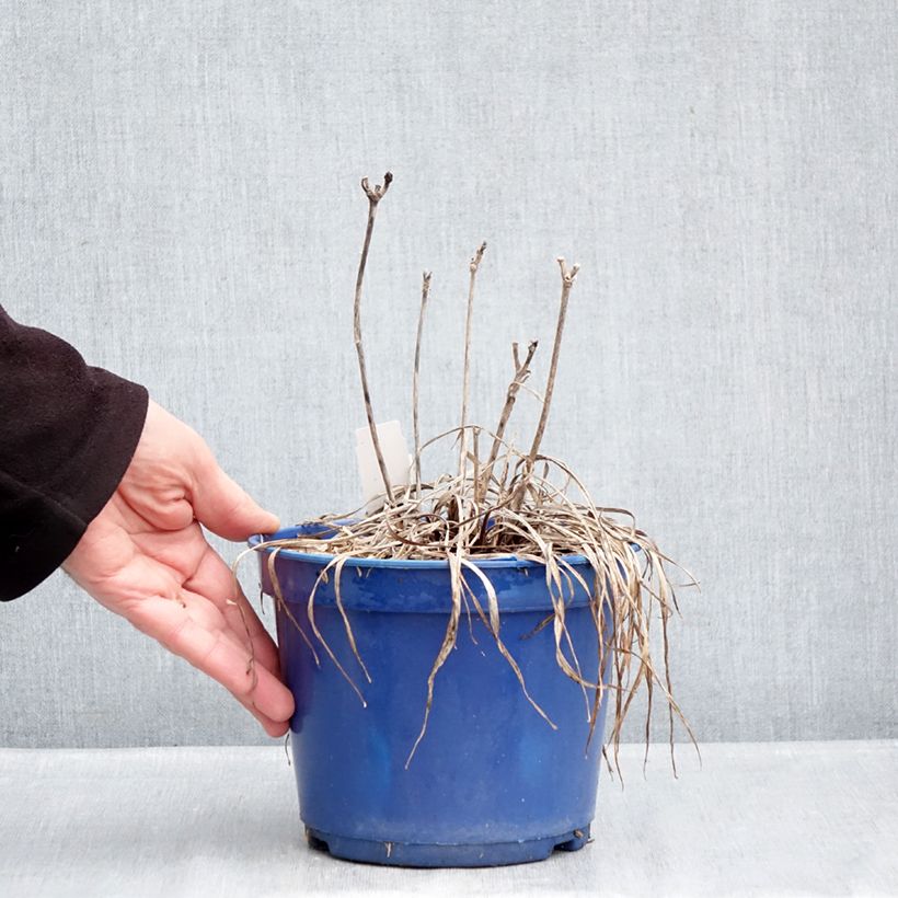 Hemerocallis Everydaylily Cerise - Emerocallide Vaso da 2L/3L esemplare consegnato in inverno