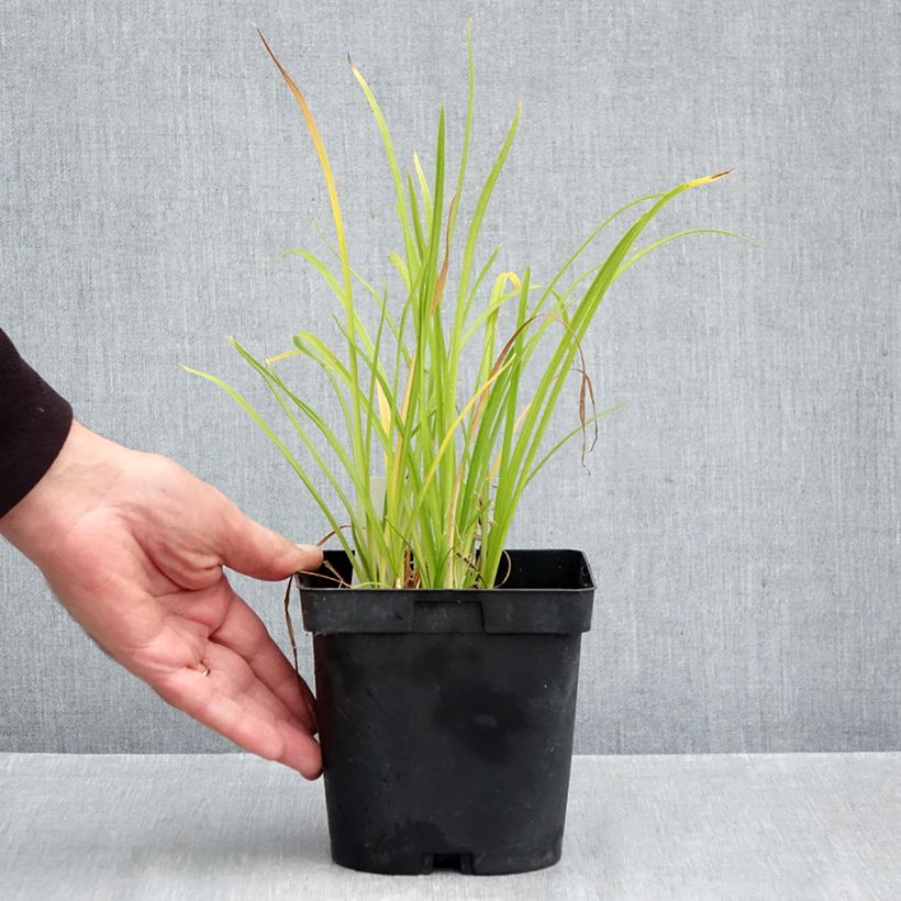 Esemplare di Hemerocallis Everydaylily Punch Yellow - Emerocallide Vaso da 2L/3L come consegnato in autunno