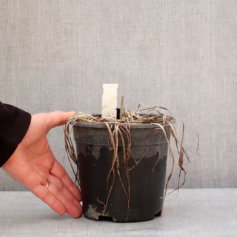 Hemerocallis Everydaylily Punch Yellow - Emerocallide Vaso da 2L/3L esemplare consegnato in inverno