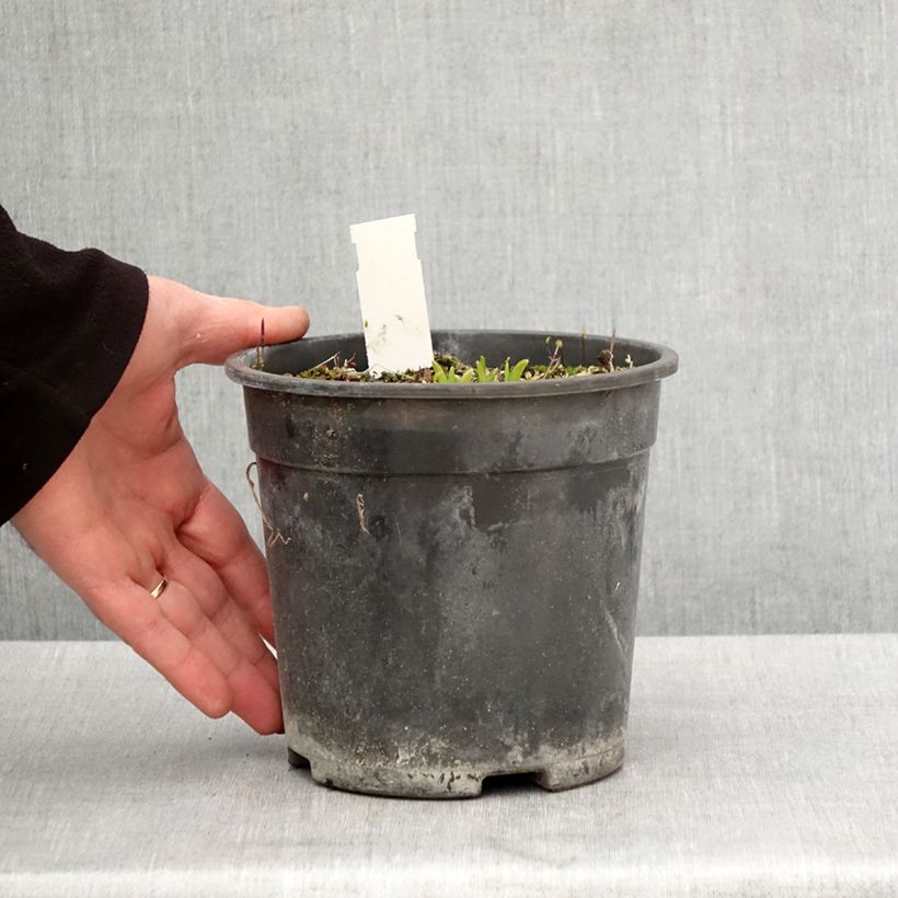 Hemerocallis Everydaylily Punch Yellow - Emerocallide Vaso da 2L/3L esemplare consegnato in primavera