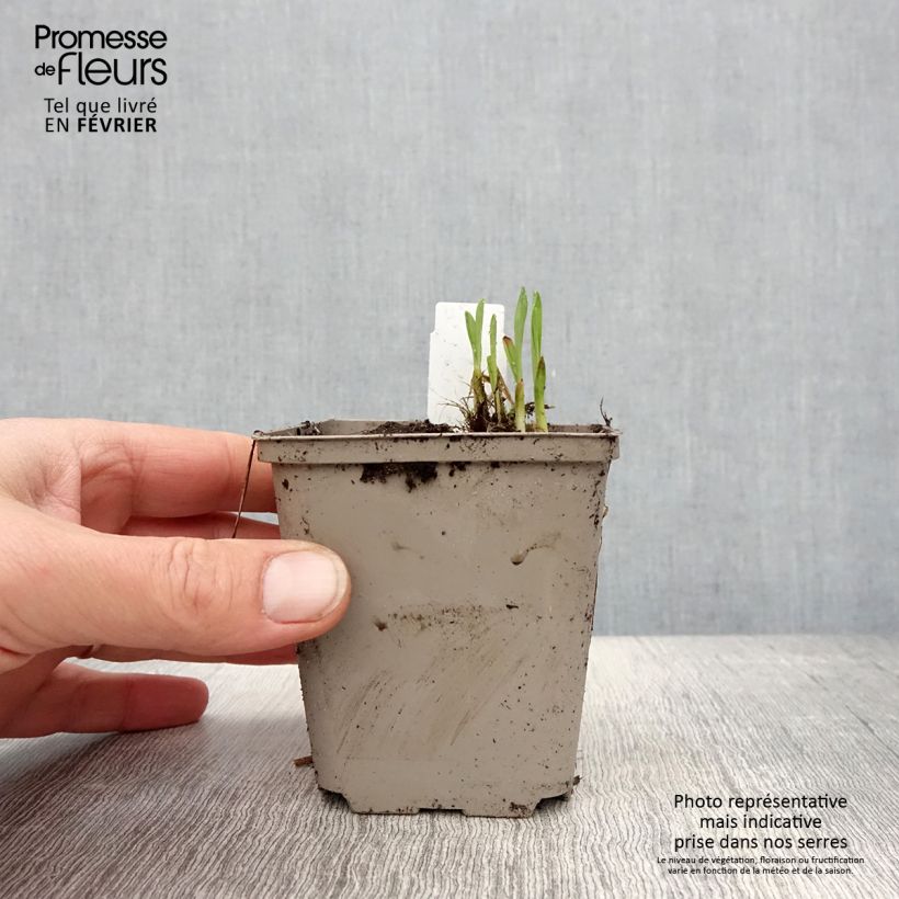 Hemerocallis Everydaylily Red Ribs - Emerocallide Vasetto da 8/9 cm esemplare consegnato in inverno