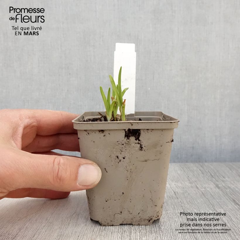 Hemerocallis Everydaylily Red Ribs - Emerocallide Vasetto da 8/9 cm esemplare consegnato in primavera