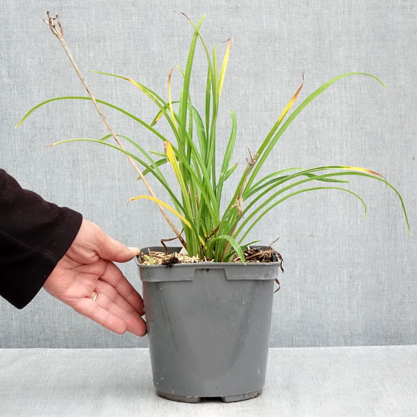 Esemplare di Hemerocallis Everydaylily Red Ribs - Emerocallide Vaso da 2L/3L come consegnato in autunno