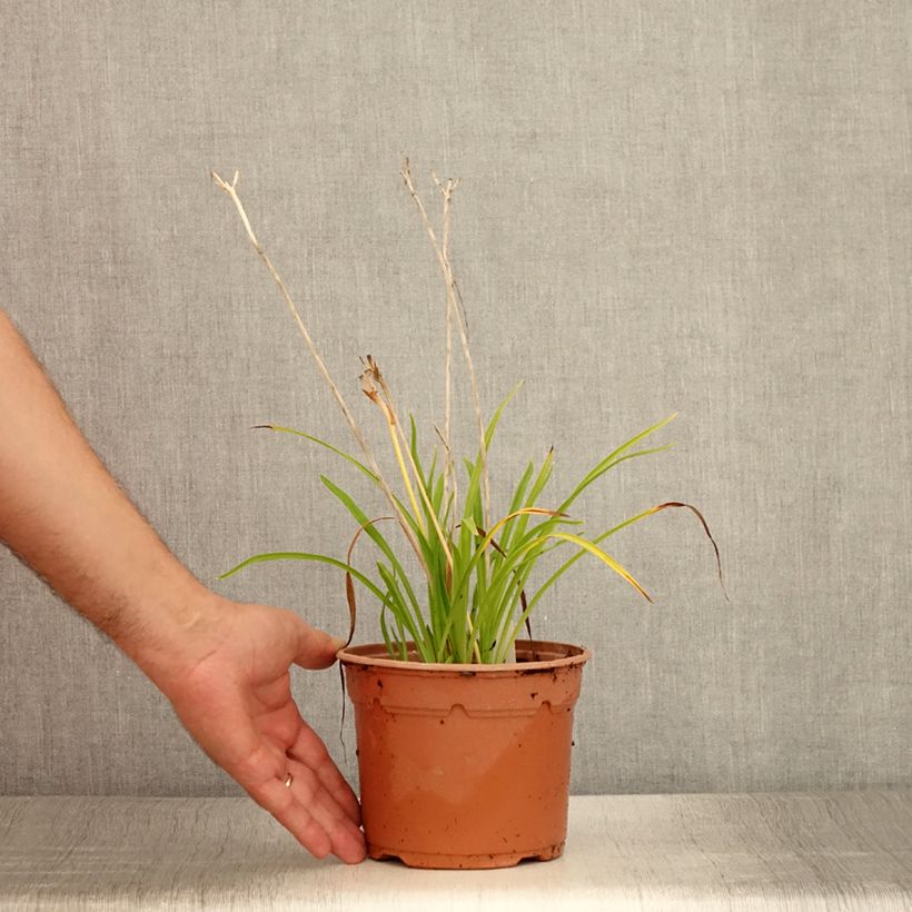 Esemplare di Hemerocallis Everydaylily Red Ribs - Emerocallide Vaso da 2L/3L consegnato in estate