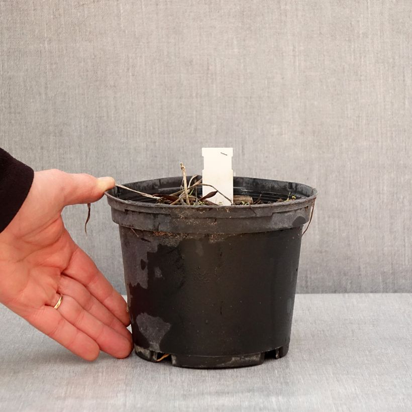 Hemerocallis Everydaylily Red Ribs - Emerocallide Vaso da 2L/3L esemplare consegnato in inverno