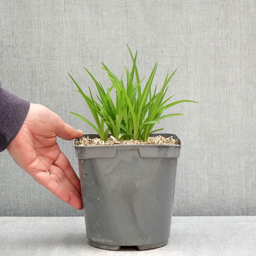 Hemerocallis Everydaylily Red Ribs - Emerocallide Vaso da 2L/3L esemplare consegnato in primavera