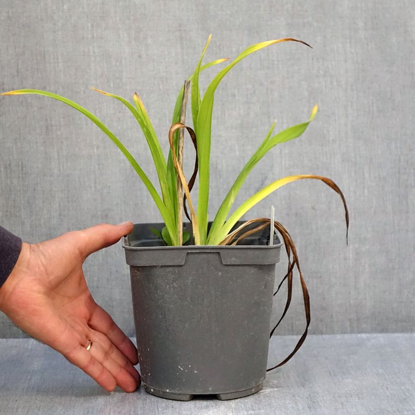 Esemplare di Hemerocallis Exotic Treasure - Emerocallide Vaso da 1L/1,5L come consegnato in autunno