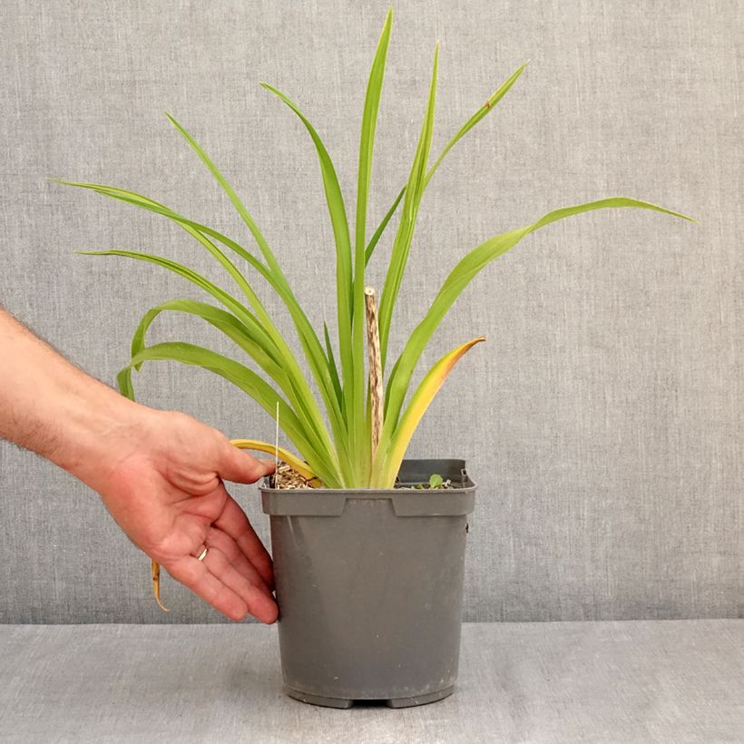 Esemplare di Hemerocallis Exotic Treasure - Emerocallide Vaso da 1L/1,5L consegnato in estate