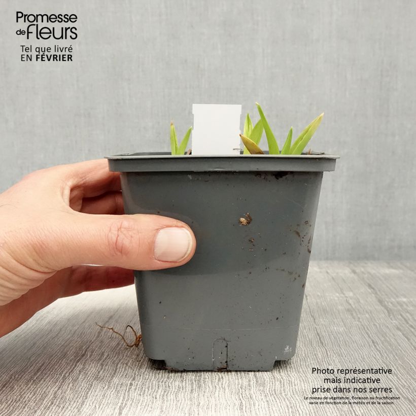 Hemerocallis Exotic Treasure - Emerocallide Vaso da 1L/1,5L esemplare consegnato in inverno