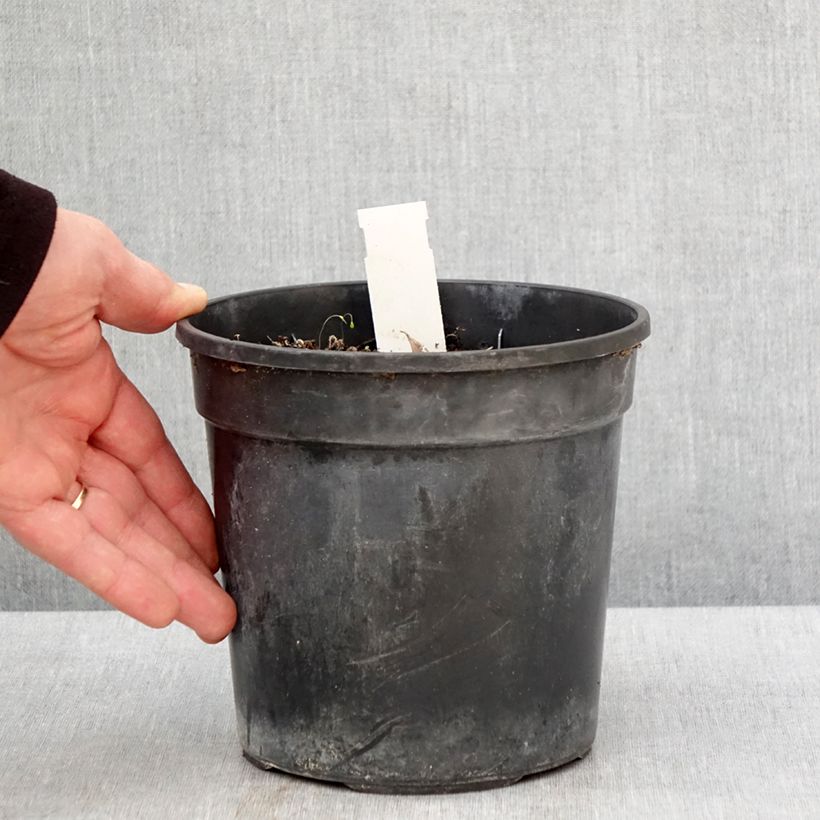 Hemerocallis Final Touch - Emerocallide Vaso da 2L/3L esemplare consegnato in primavera