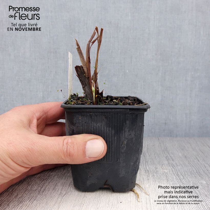 Esemplare di Hemerocallis Flambeau - Emerocallide Vasetto da 8/9 cm come consegnato in autunno