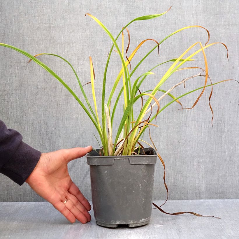 Esemplare di Hemerocallis Fooled Me - Emerocallide Vaso da 1L/1,5L come consegnato in autunno