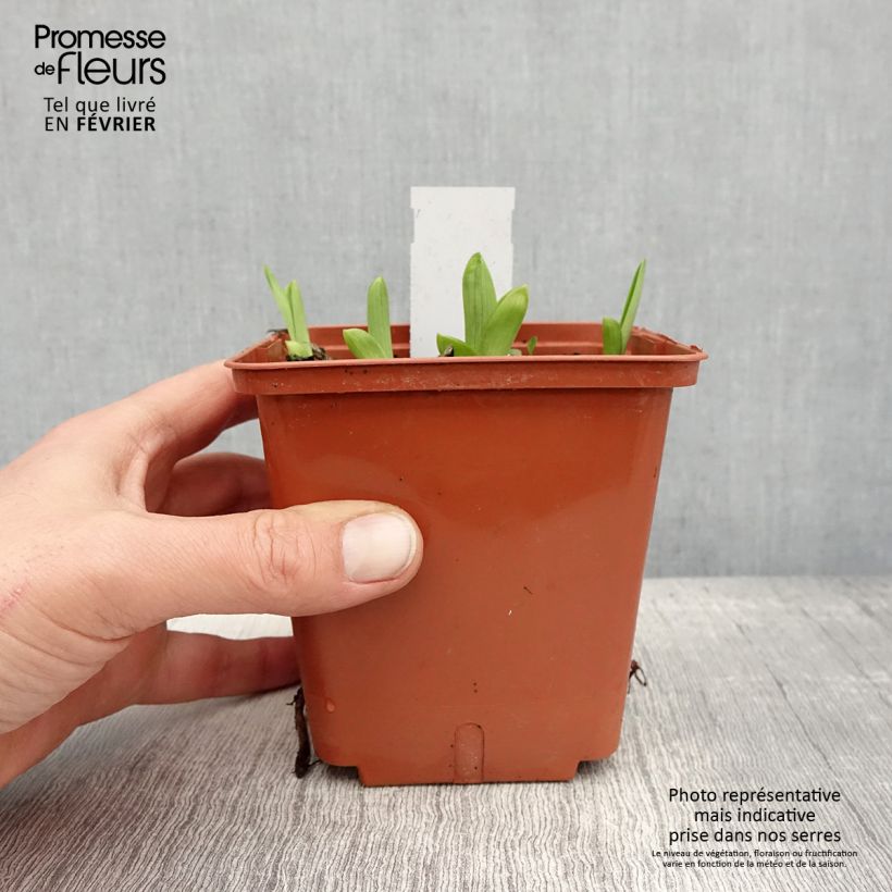 Hemerocallis Fooled Me - Emerocallide Vaso da 1L/1,5L esemplare consegnato in inverno