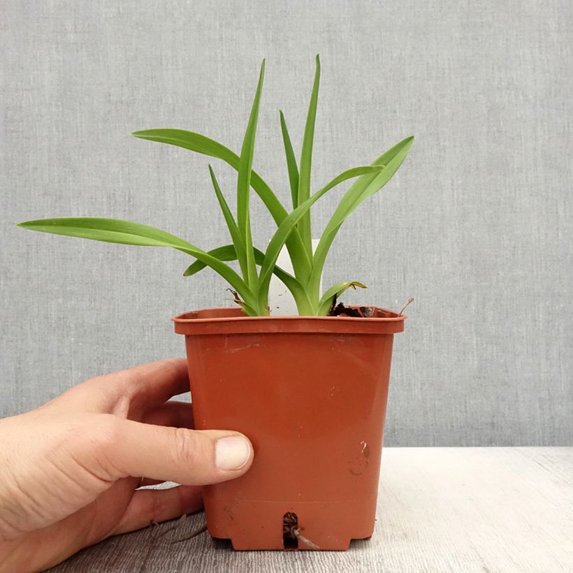 Hemerocallis Fooled Me - Emerocallide Vaso da 1L/1,5L esemplare consegnato in primavera