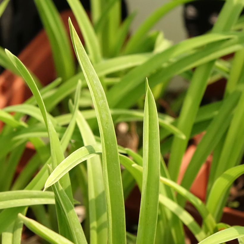Hemerocallis Fooled Me - Emerocallide (Fogliame)