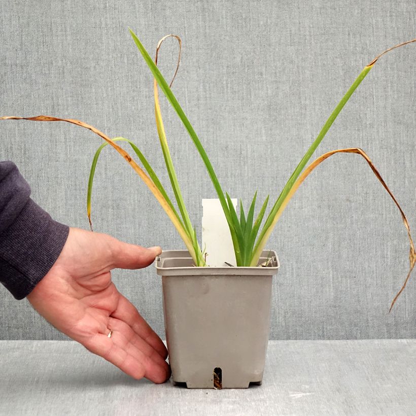 Esemplare di Hemerocallis Forty second Street - Emerocallide Vaso da 1L/1,5L come consegnato in autunno