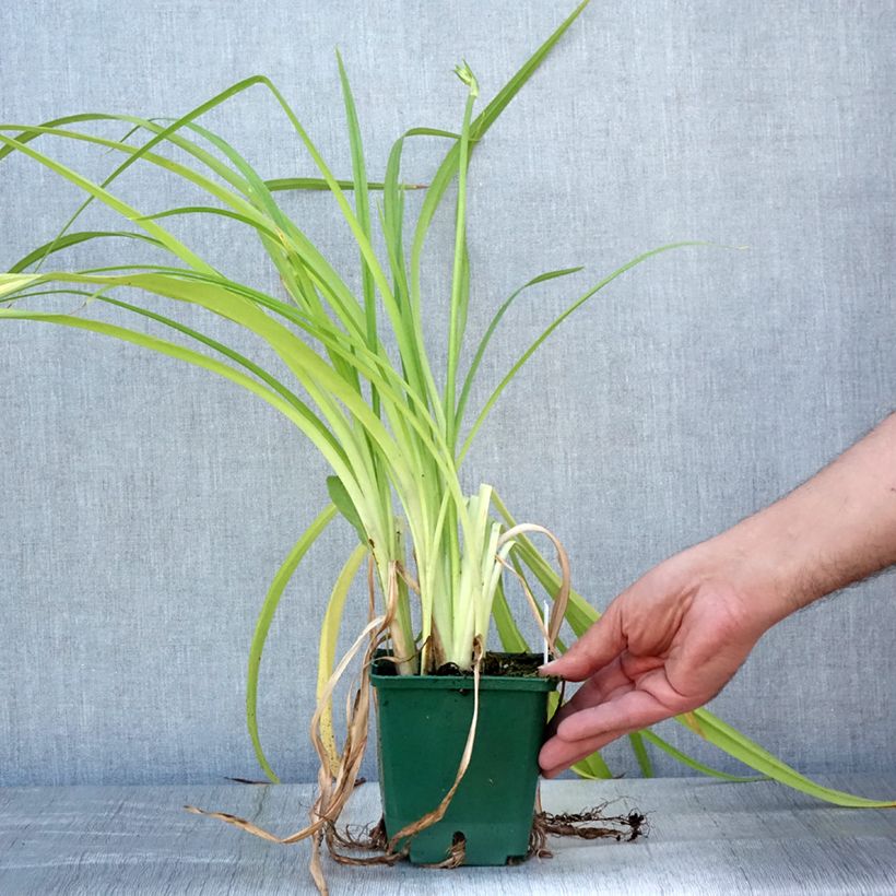 Esemplare di Hemerocallis Frans Hals - Emerocallide Vaso da 1L/1,5L consegnato in estate