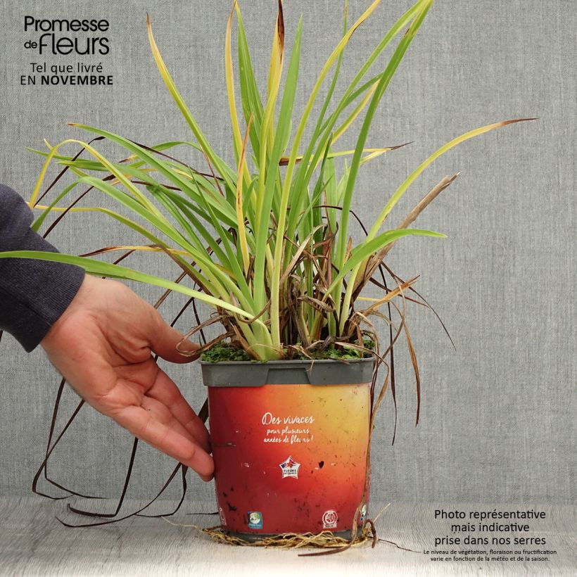 Esemplare di Hemerocallis Frans Hals - Emerocallide Vaso da 1L/1,5L come consegnato in autunno
