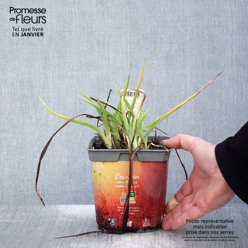 Hemerocallis Frans Hals - Emerocallide Vaso da 1L/1,5L esemplare consegnato in inverno