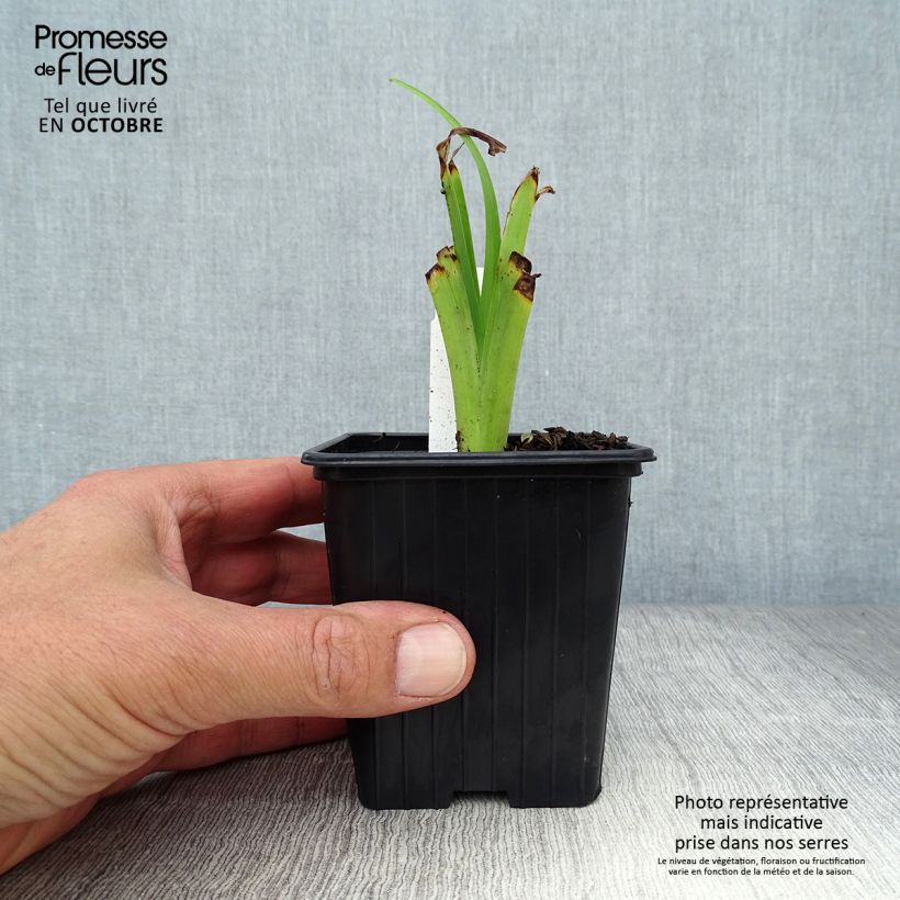 Esemplare di Hemerocallis fulva Flore Pleno - Giglio di San Giuseppe a fiore doppio Vasetto da 8/9 cm come consegnato in autunno